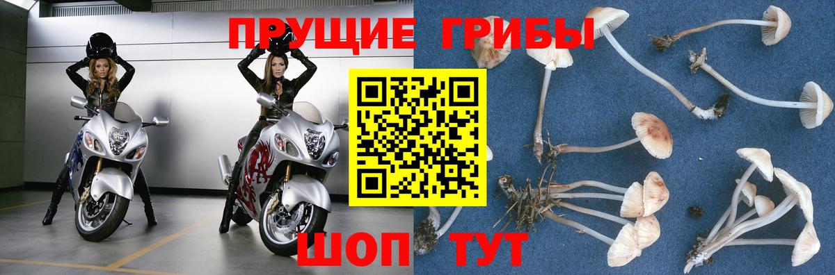 сколько стоит  Вход с VPN  Псилоцибиновые грибы Magic Shrooms  Ростов-на-Дону  Галлюциногенные грибы Magic Shrooms 